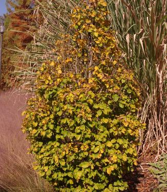 Carpinus betulus Columnaris Nana (@ Duke Gardens, NC)