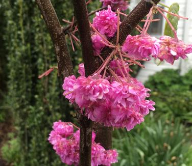 Cercis canadensis 'Pink Pom Poms'