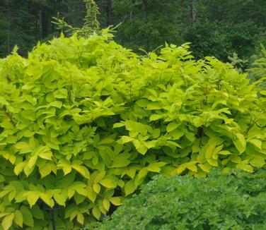 Aralia cordata 'Sun King' @ Maine Bot Garden