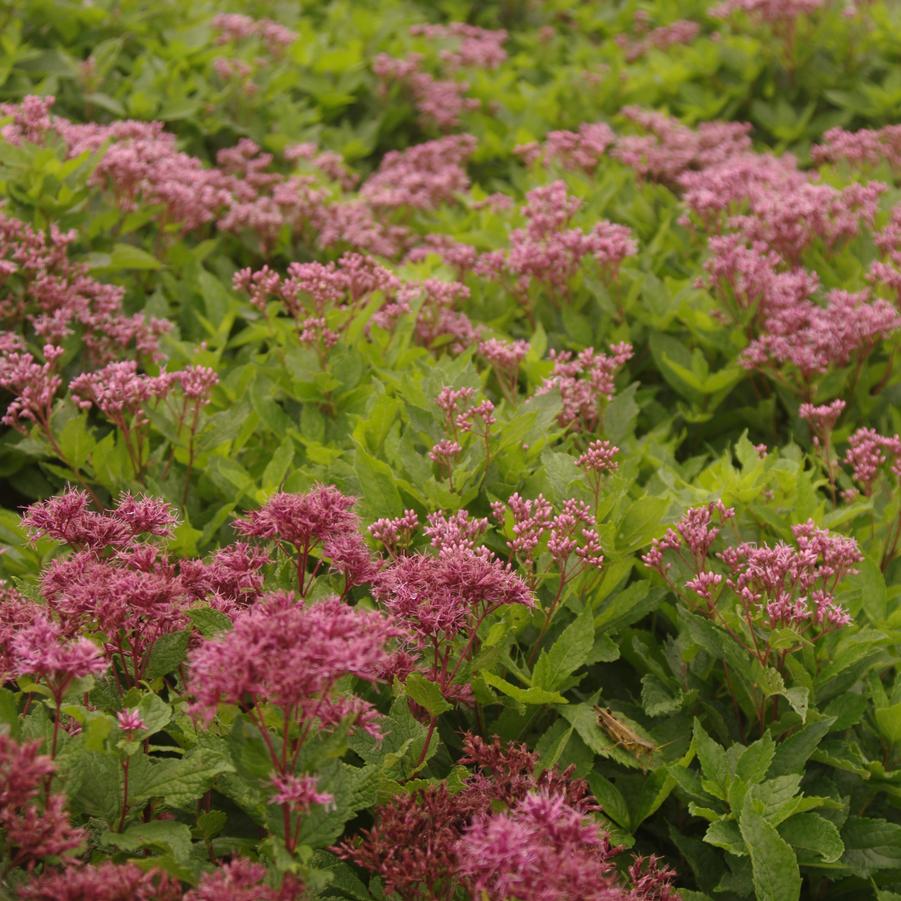 Eupatorium maculatum 'Phantom' - Joe Pye Weed from Pleasant Run Nursery