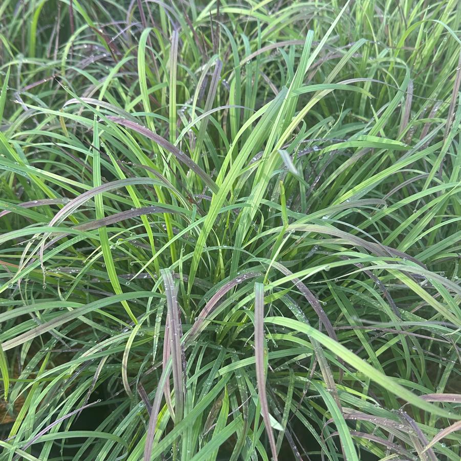 Schizachyrium scoparium 'Twilight Zone' - Little Bluestem from Pleasant Run Nursery