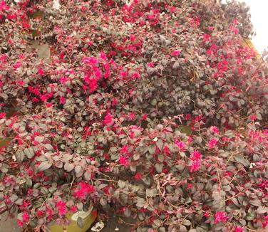 Loropetalum chinensis Ever Red