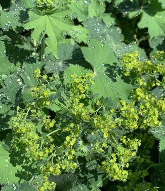 Alchemilla mollis 'Thriller' - Lady's Mantle from Pleasant Run Nursery