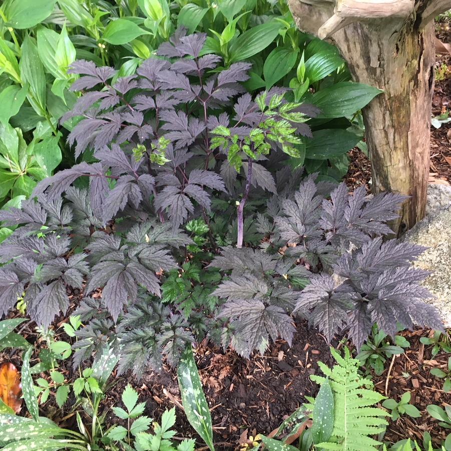 Actaea x 'Chocoholic' - Branched Bugbane from Pleasant Run Nursery