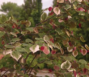 Cercis canadensis Carolina Sweetheart