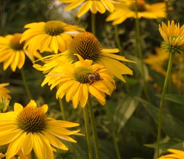 Echinacea x Leilani 