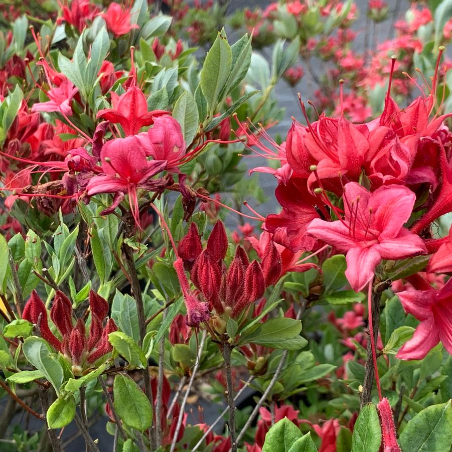 Rhododendron viscosum 'Millennium' - Swamp Azalea from Pleasant Run Nursery