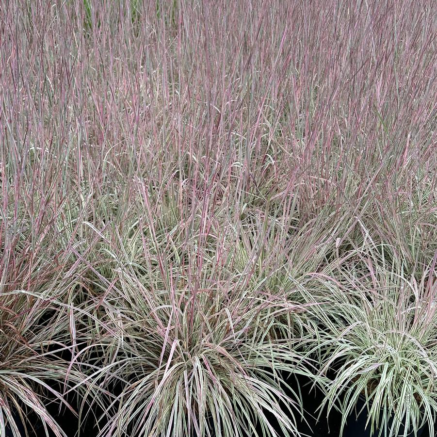 Schizachyrium scoparium 'Smoke Signal' - Little Bluestem from Pleasant Run Nursery