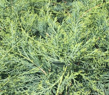 Juniperus virginiana Grey Owl (@ Untermyer Gardens)