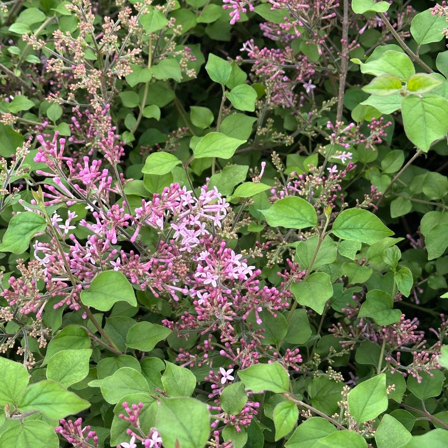 Syringa x Bloomerang® Dark Purple - Hybrid Lilac from Pleasant Run Nursery