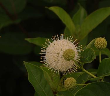 Cephalanthus occidentalis