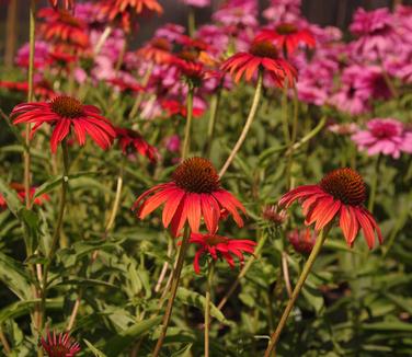 Echinacea x Tomato Soup
