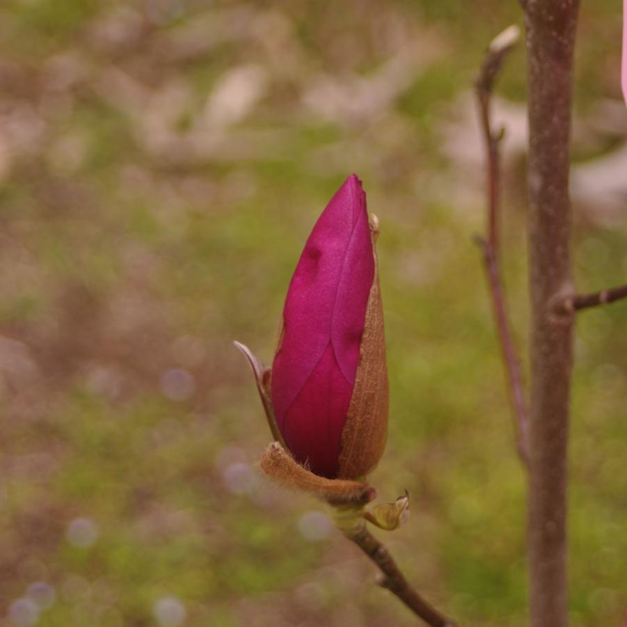 Magnolia x 'Royal Purple' - Magnolia from Pleasant Run Nursery