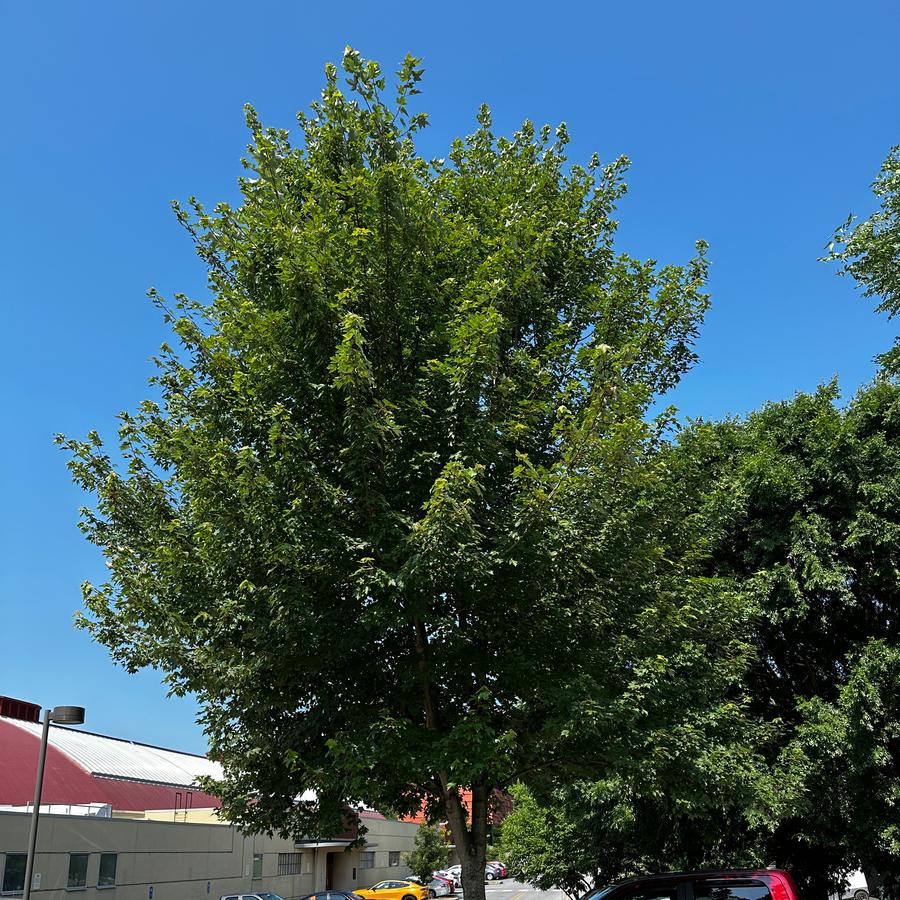 Acer rubrum Redpointe® - Red Maple from Pleasant Run Nursery