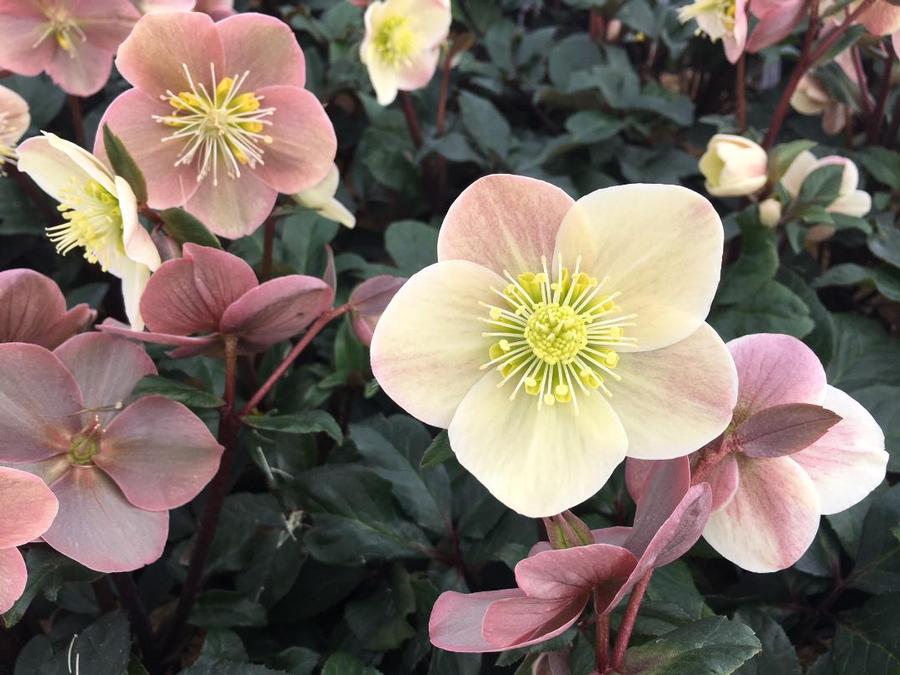 Helleborus x ballardiae HGC® 'Cinnamon Snow' - Hybrid Hellebore from Pleasant Run Nursery