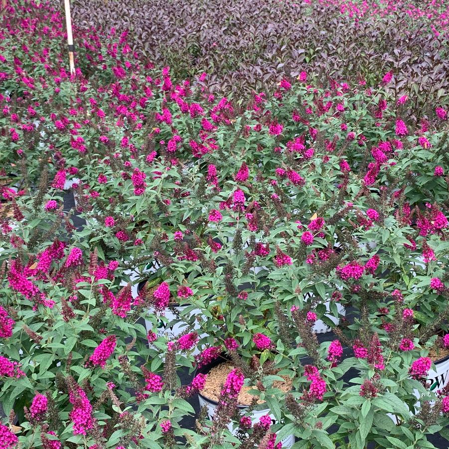 Buddleia davidii 'Miss Molly' - Butterfly Bush from Pleasant Run Nursery