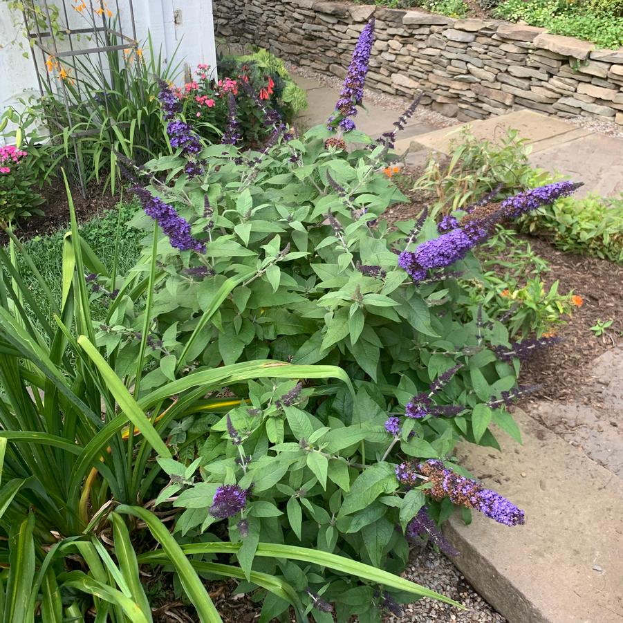 Buddleia x Pugster Blue® - Butterfly Bush from Pleasant Run Nursery