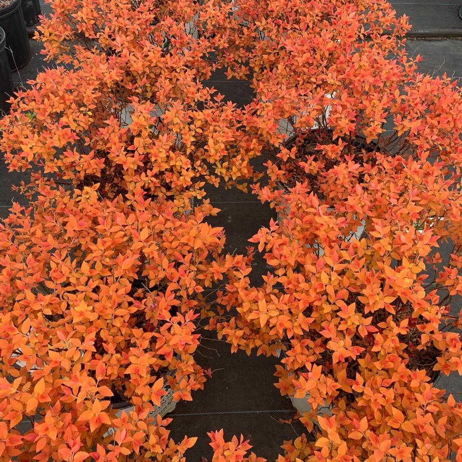 Spiraea japonica Double Play® Candy Corn® (early leaf color)