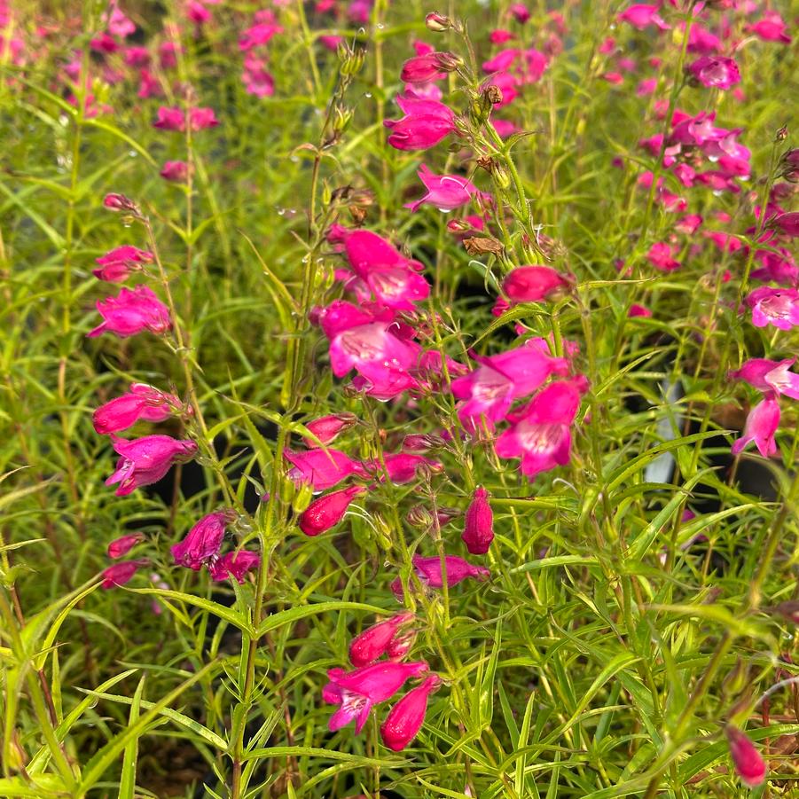 Penstemon x mexicali Red Rocks® - Beardtongue from Pleasant Run Nursery