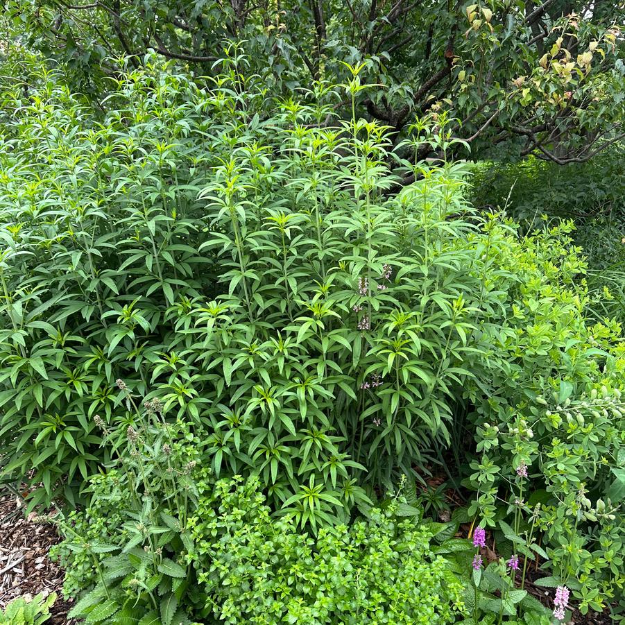 Coreopsis tripteris 'Gold Standard' - Tall Tickseed from Pleasant Run Nursery