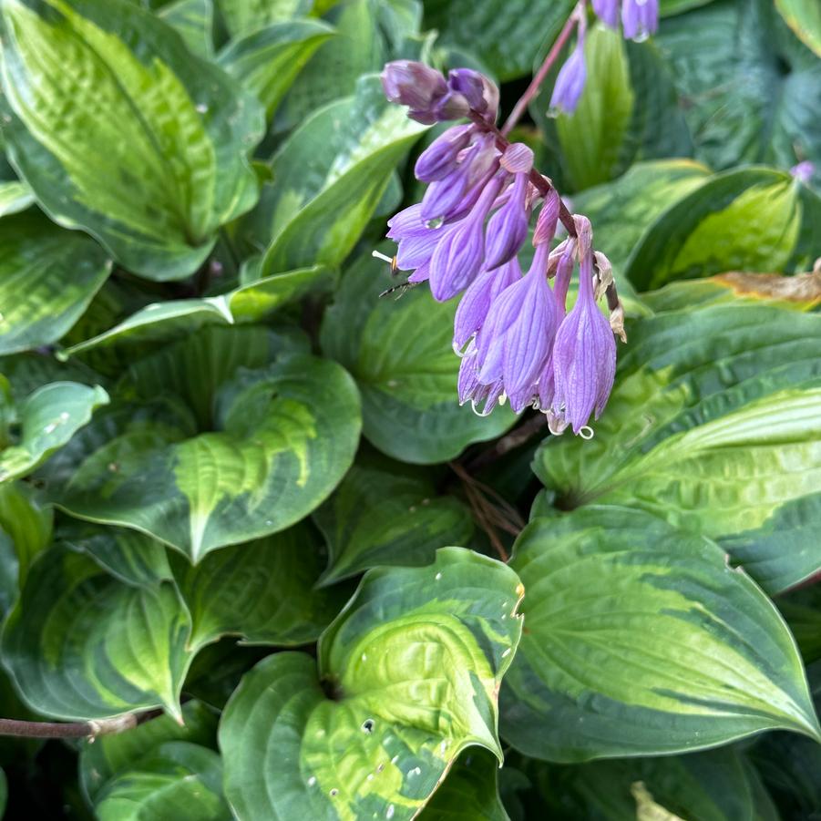 Hosta 'Island Breeze' - Plantain Lily from Pleasant Run Nursery