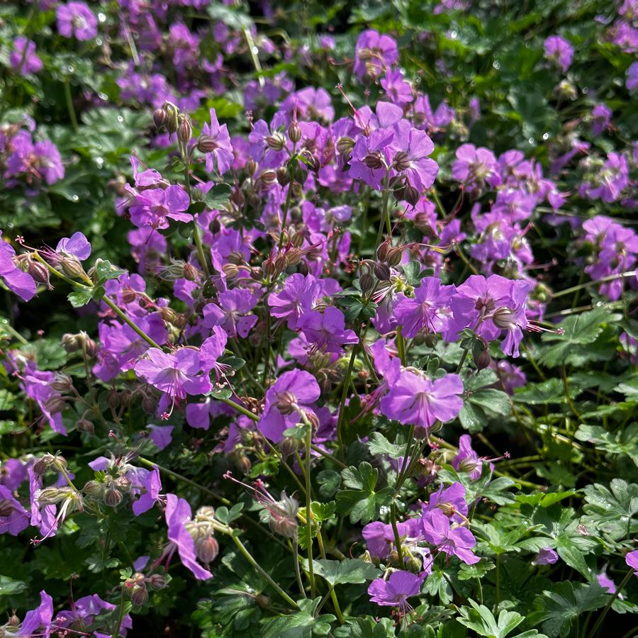 Geranium x cantabrigiense 'Karmina' - Cambridge Geranium from Pleasant Run Nursery
