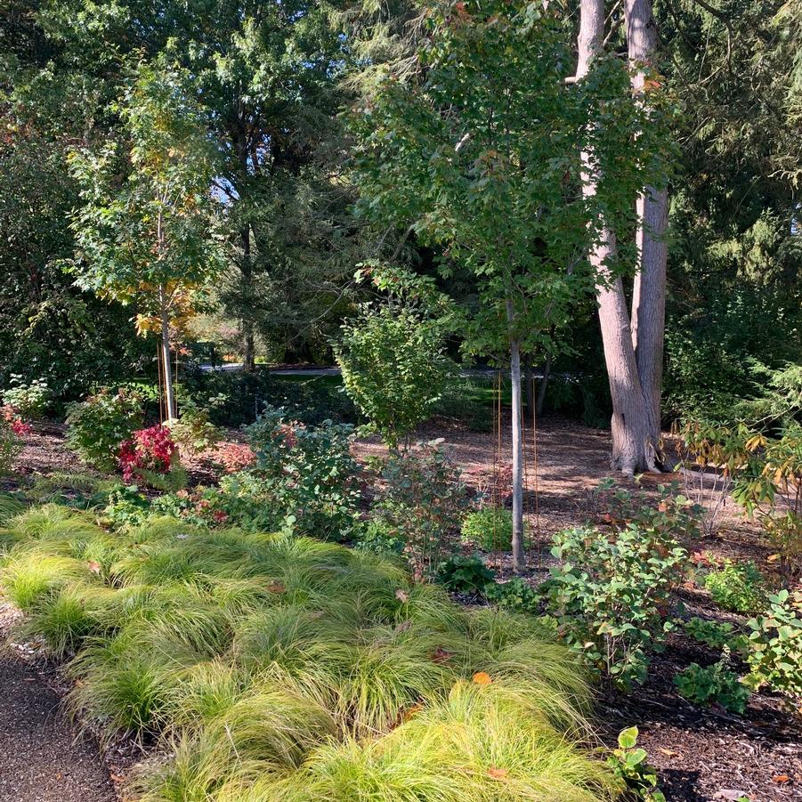 Carex socialis - Low Woodland Sedge from Pleasant Run Nursery (@ Mt Cuba)