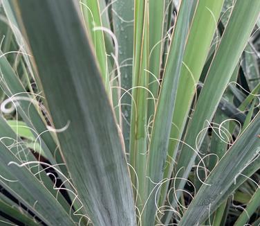 Yucca filamentosa 'Excalibur' - Adam's Needle from Pleasant Run Nursery