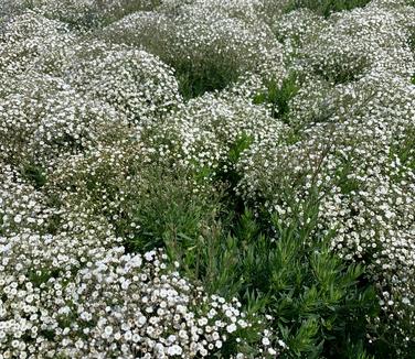 Gypsophila paniculata Summer Sparkles - Baby's Breath from Pleasant Run Nursery