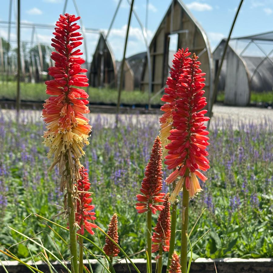 Kniphofia x Pyromania® 'Rocket's Red Glare' - Red Hot Poker from Pleasant Run Nursery
