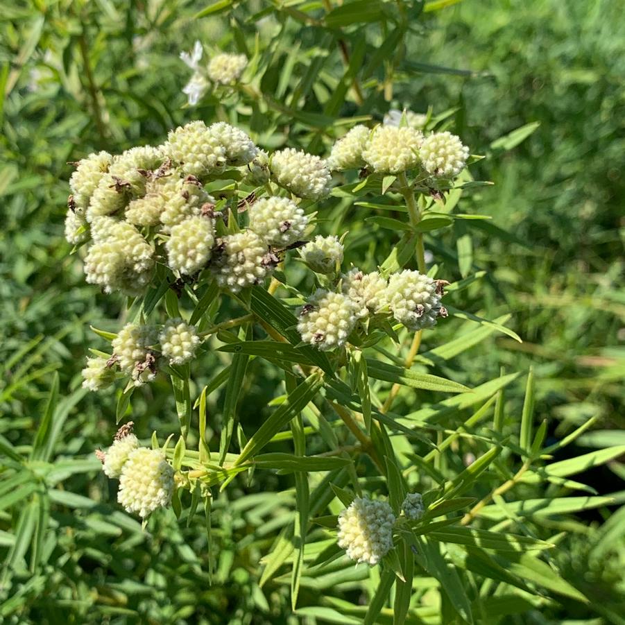 Pycnanthemum virginianum - Mountain Mint from Pleasant Run Nursery