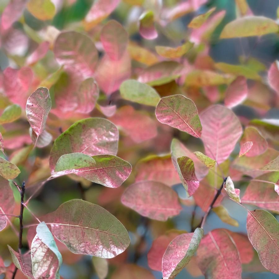 Cotinus coggygria WineCraft Gold® - Fall color