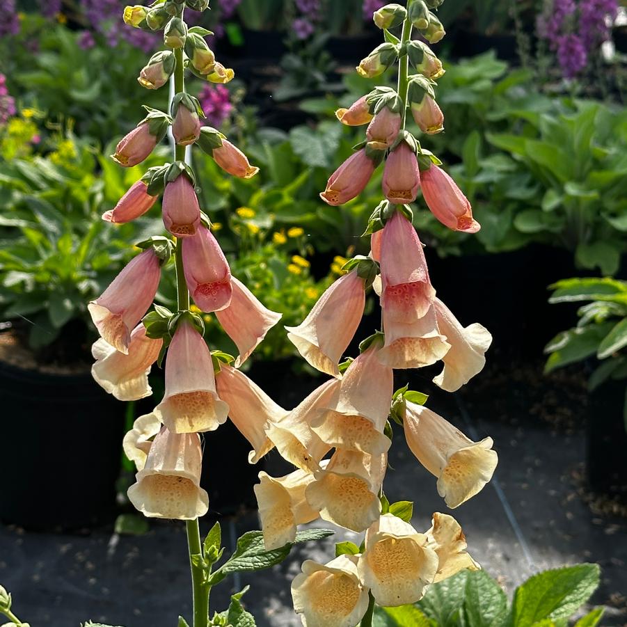 Digitalis purpurea 'Dalmatian Peach' - Foxglove from Pleasant Run Nursery