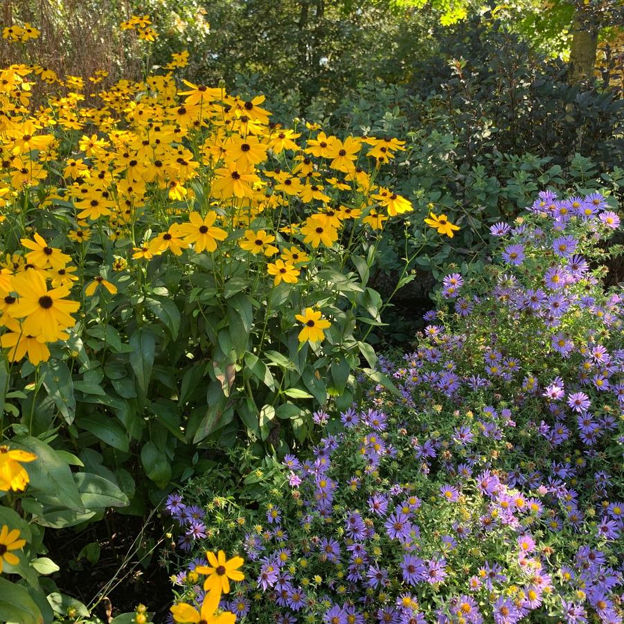Helianthus salicifolius 'Autumn Gold' - Willow-leaved Sunflower from Pleasant Run Nursery