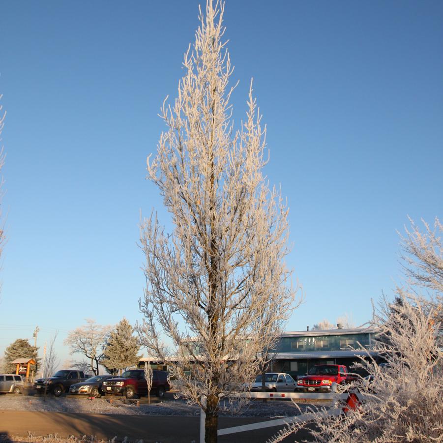 Quercus x bimondorum Streetspire® - Hybrid Oak (Photo: J. Frank Schmidt)