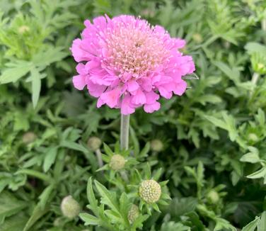 Scabiosa columbaria 'Pink Mist' - Pincushion- Pink Mist from Pleasant Run Nursery