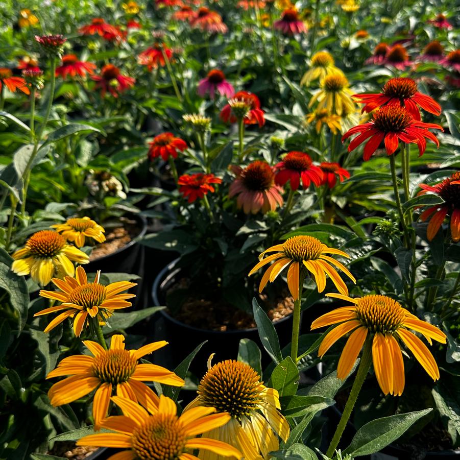 Echinacea purpurea 'Cheyenne Spirit' - Coneflower from Pleasant Run Nursery