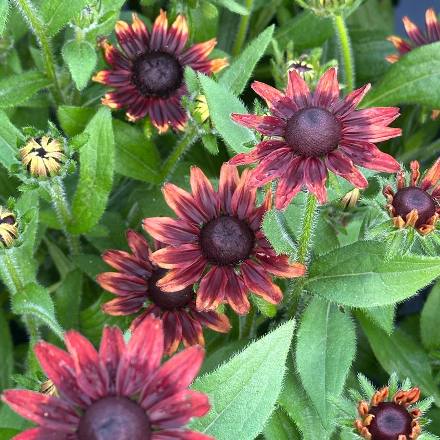 Rudbeckia hirta 'Cherry Brandy' - Black-Eyed Susan from Pleasant Run Nursery
