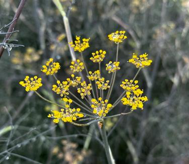 Foeniculum vulgare 'Purpureum' - Common Fennel from Pleasant Run Nursery