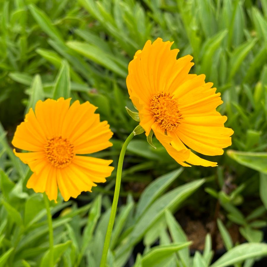 Coreopsis lanceolata - Tickseed from Pleasant Run Nursery