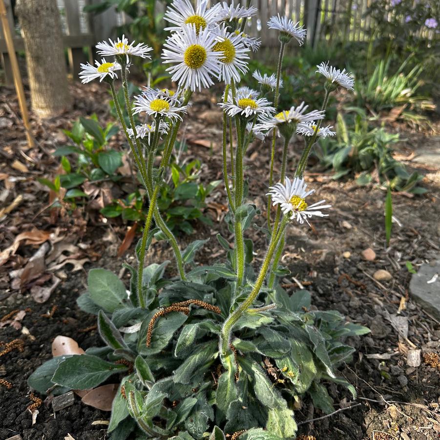 Erigeron pulchellus var. pulchellus 'Lynnhaven Carpet' - Robin's Platain from Pleasant Run Nursery