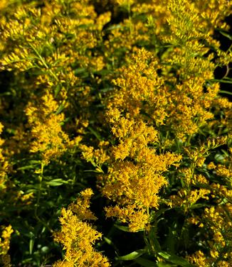 Solidago odora - Sweet Goldenrod from Pleasant Run Nursery