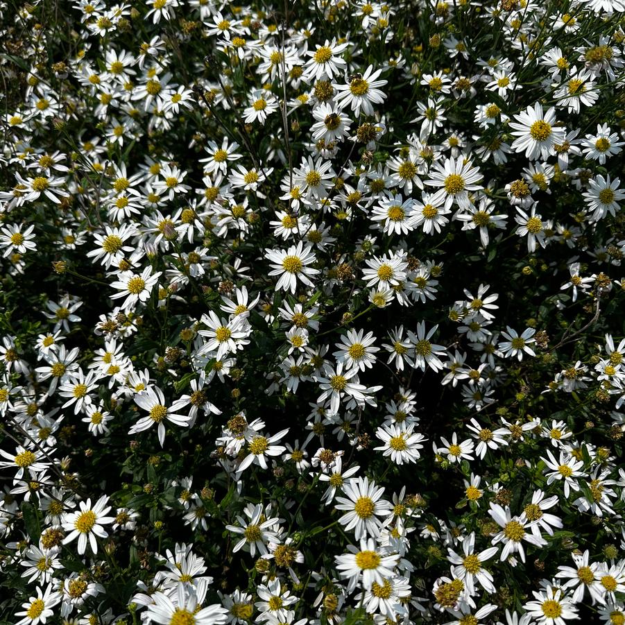 Kalimeris integrifolia 'Daisy Mae' - Japanese Aster from Pleasant Run Nursery