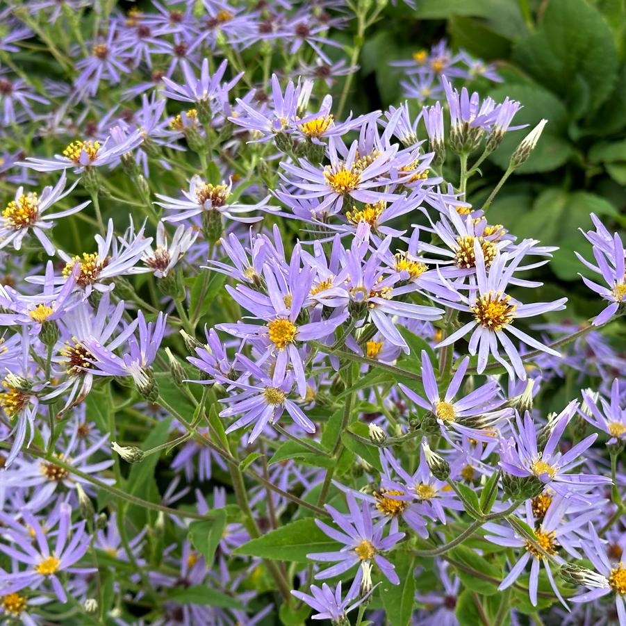 Aster macrophyllus 'Twilight' - Big Leaf Aster from Pleasant Run Nursery