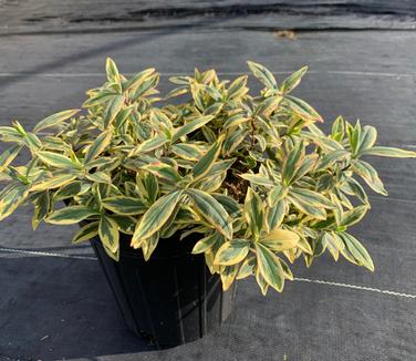 Phlox divaricata 'Blue Ribbons' - Woodland Phlox from Pleasant Run Nursery