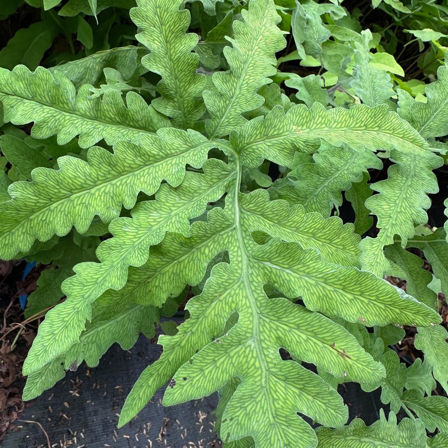 Onoclea sensibilis - Sensitive Fern from Pleasant Run Nursery