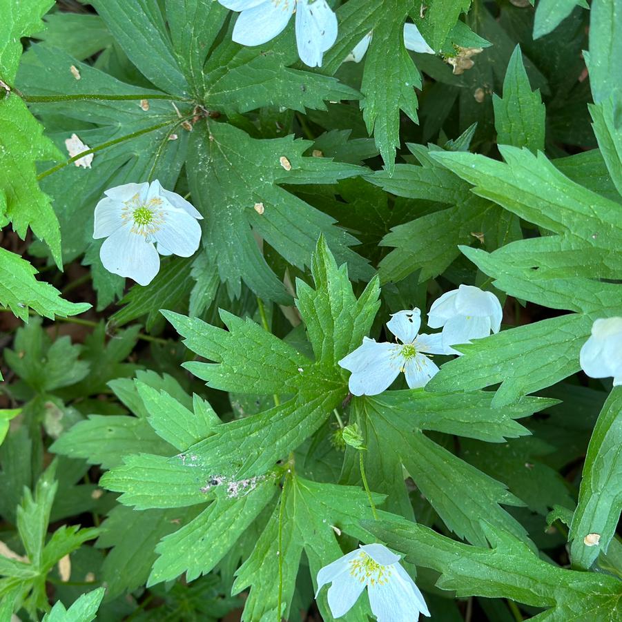 Anemone canadensis - Windflower from Pleasant Run Nursery