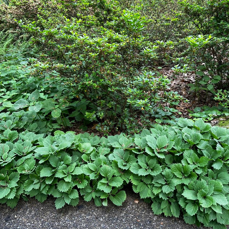 Pachysandra procumbens - Allegheny Spurge from Pleasant Run Nursery