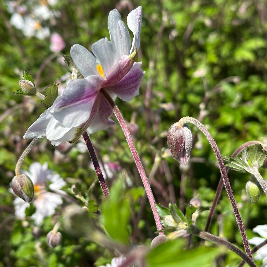 Anemone x 'Dainty Swan' - Wildflower from Pleasant Run Nursery