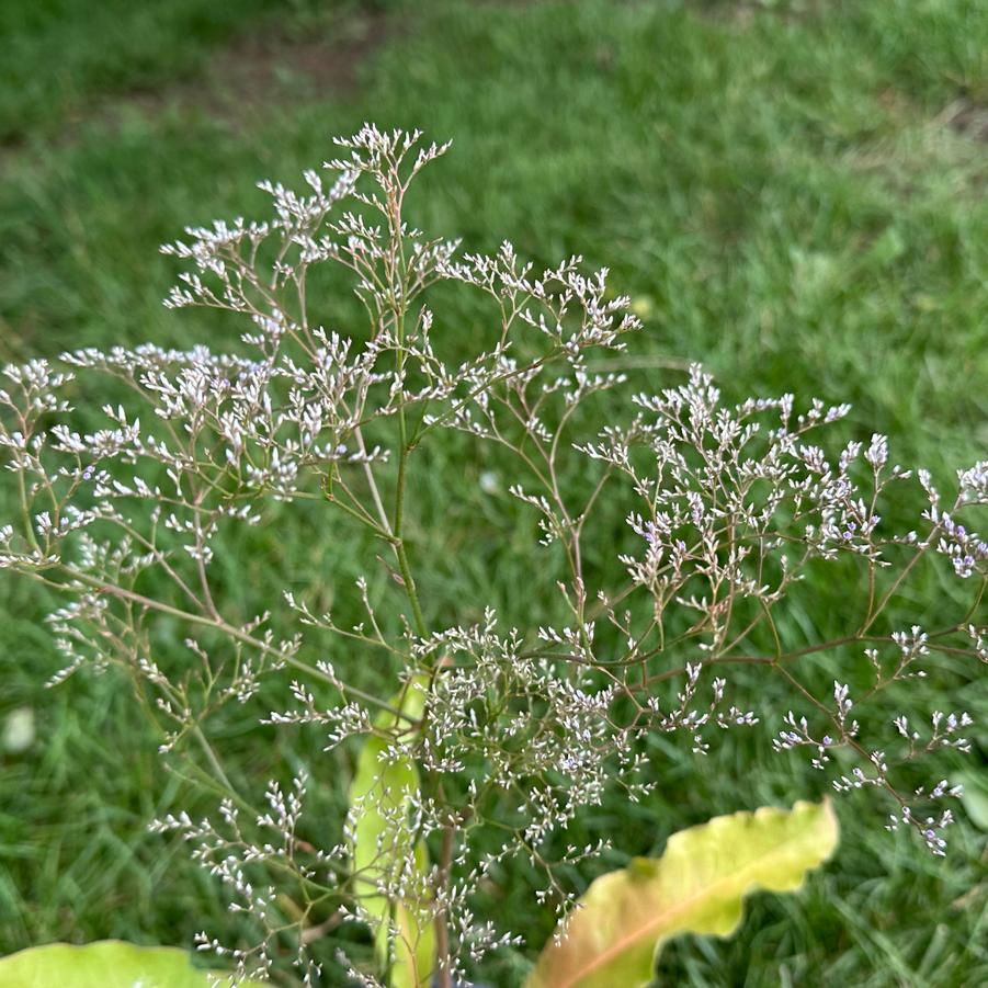 Limonium latifolium - Sea Lavender from Pleasant Run Nursery
